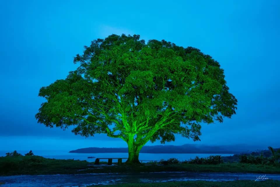 Mango tree_Sawani, Hahnemühle Baryta FB, pigment ink-jet print 2023 - 이열