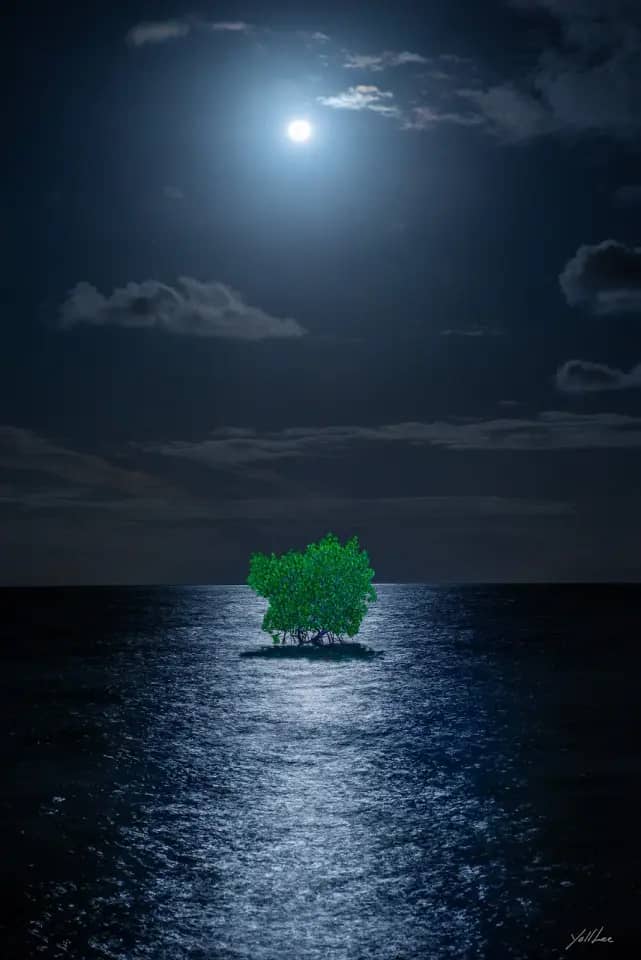 Moonlight Mangrove_Tokuo, Hahnemühle Baryta FB, pigment ink-jet print 2023 - 이열