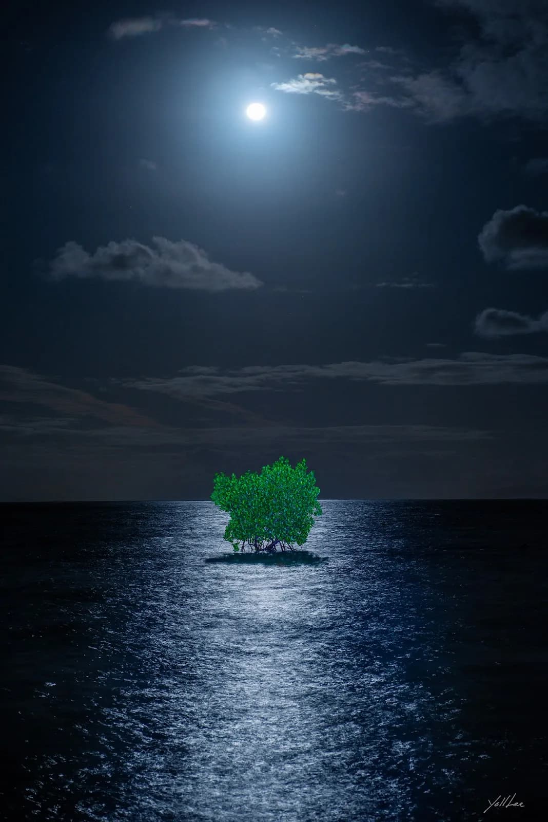 Moonlight Mangrove_Tokuo, Hahnemühle Baryta FB, pigment ink-jet print 2023 - 이열