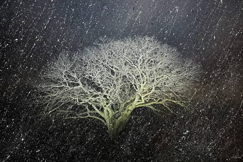 자은도 면전리 팽나무, Hahnemühle Baryta FB, pigment ink-jet print & acrylic paint 2025 - 이열