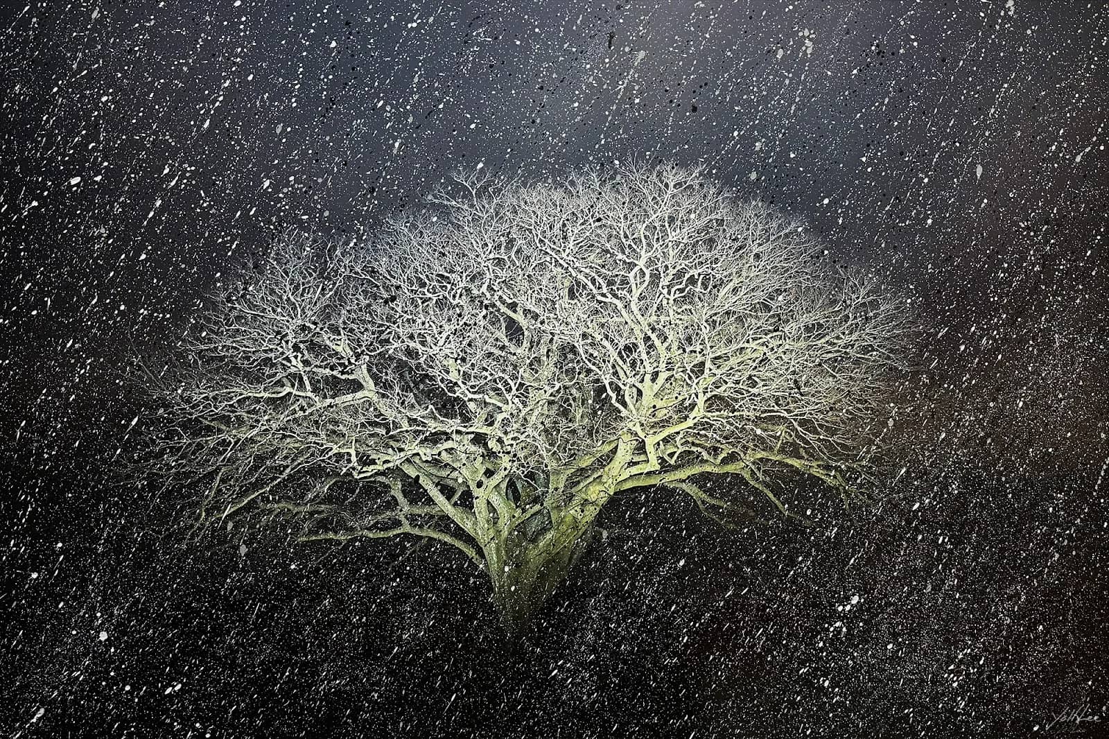자은도 면전리 팽나무, Hahnemühle Baryta FB, pigment ink-jet print & acrylic paint 2025 - 이열