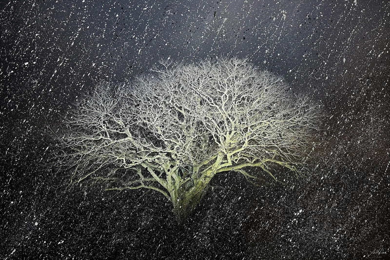 자은도 면전리 팽나무, Hahnemühle Baryta FB, pigment ink-jet print & acrylic paint 2025 - 이열