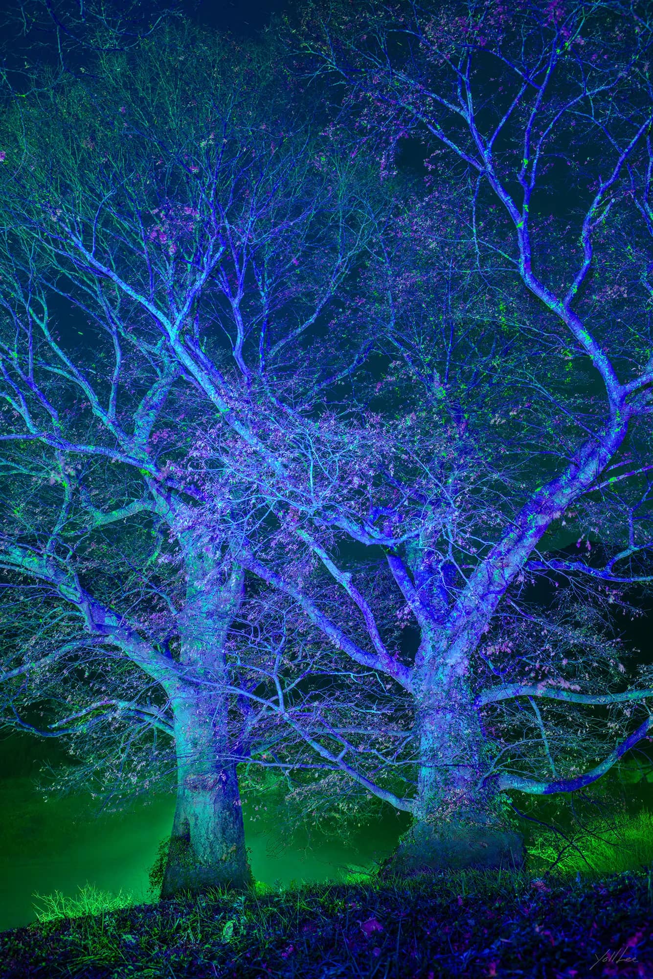 포두면 봉림리_느티나무, 2026, Hahnemühle Baryta FB, pigment ink-jet print 2026 - 이열
