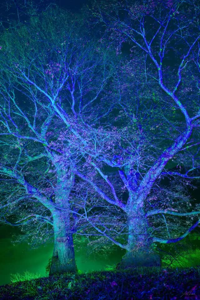 포두면 봉림리_느티나무, 2026, Hahnemühle Baryta FB, pigment ink-jet print 2026 - 이열