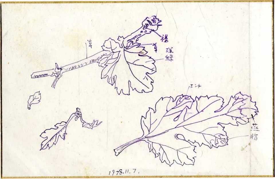 나뭇잎, 종이에 잉크 1978. 11. 7 - 박생광