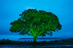 Mango tree_Sawani 2023