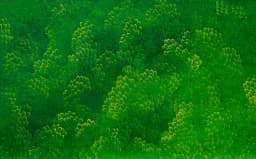 GreenForest