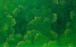 GreenForest (2)