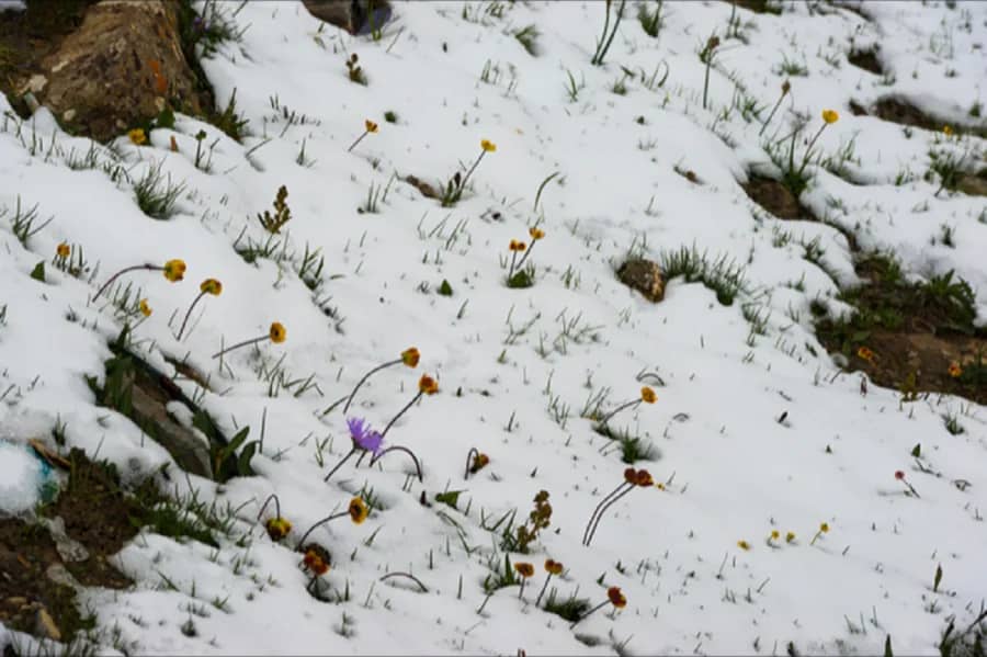 화락이토花落以土 #15, Archival pigment print - 정금희